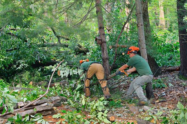 Tree Branch Trimming